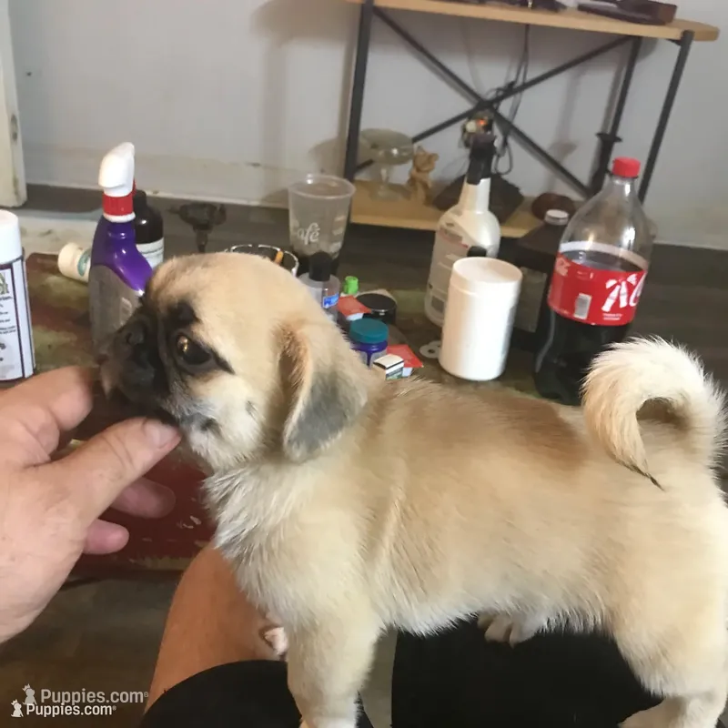 Fawn black mask girl 2 – Pug puppy for sale in Memphis, TN
