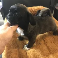 Sable male , a male Pug for sale in Memphis, TN – Photo 3 of 5