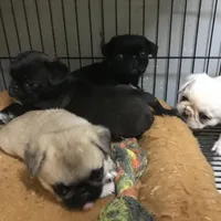 Sable male , a male Pug for sale in Memphis, TN – Photo 4 of 7