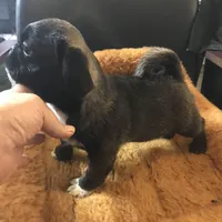 Sable male , a male Pug for sale in Memphis, TN – Photo 4 of 5