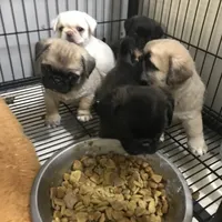 Sable male , a male Pug for sale in Memphis, TN – Photo 6 of 7