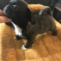 Sable male , a male Pug for sale in Memphis, TN – Photo 5 of 5