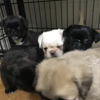 Sable male , a male Pug for sale in Memphis, TN – Photo 5 of 7