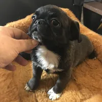 Sable male , a male Pug for sale in Memphis, TN – Photo 2 of 5