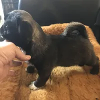 Sable male , a male Pug for sale in Memphis, TN – Photo 1 of 5