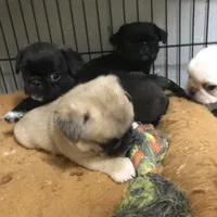 Sable male , a male Pug for sale in Memphis, TN – Photo 7 of 7