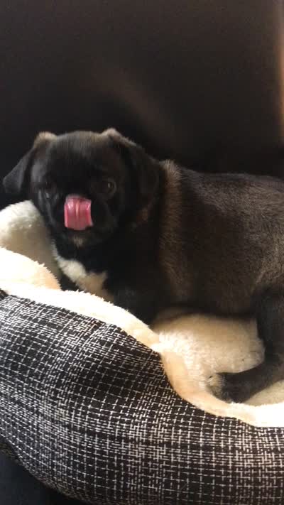 Sable female , a female Pug for sale in Memphis, TN – 10 of 10