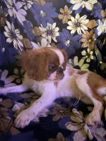 Akc GCHB Sired  Ross, a female English Toy Spaniel for sale in Memphis, TN – 2 of 3