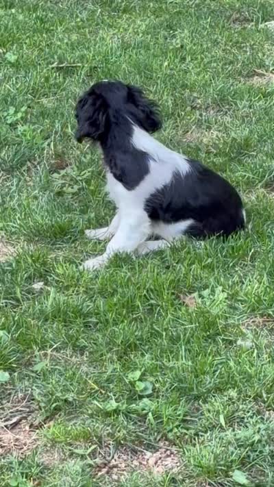 AKC GCHB sired Lucy , a female English Toy Spaniel for sale in Memphis, TN – 3 of 4