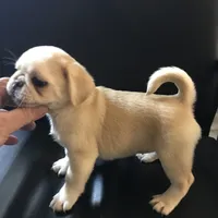 Pug cream with white , a female Pug for sale in Memphis, TN – 3 of 8