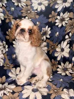 Akc GCHB sired Boone , a male English Toy Spaniel for sale in Memphis, TN – 2 of 3
