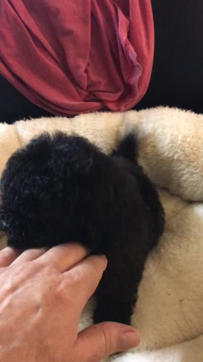 Black , a male Peekapoo and Poodle - Toy  for sale in Memphis, TN – 4 of 6