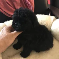 Black , a male Peekapoo and Poodle - Toy  for sale in Memphis, TN – 3 of 6