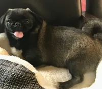 Sable female , a female Pug for sale in Memphis, TN – 2 of 10