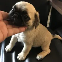 Fawn black mask female smaller 1 , a female Pug for sale in Memphis, TN – 2 of 6