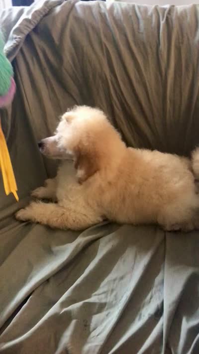 Akc full orange male , a male Poodle - Toy  for sale in Memphis, TN – 10 of 10