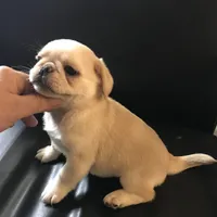 Pug cream with white , a female Pug for sale in Memphis, TN – 4 of 8