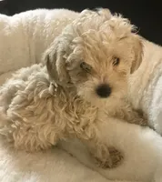 Orange male tiny toy , a male Poodle - Toy  for sale in Memphis, TN – 2 of 5