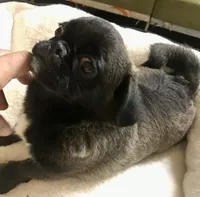 Sable female , a female Pug for sale in Memphis, TN – 4 of 7