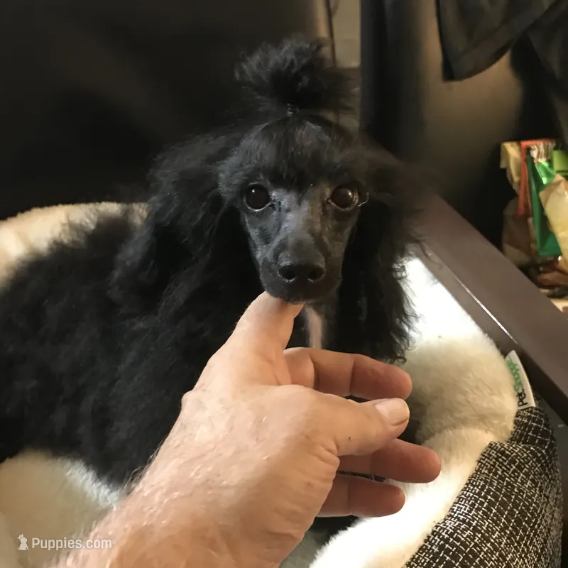 Akc full toy Girl  – Poodle - Toy  puppy for sale in Memphis, TN