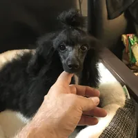 Akc full toy Girl , a female Poodle - Toy  for sale in Memphis, TN – 1 of 10