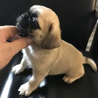 Fawn black mask female smaller 1 , a female Pug for sale in Memphis, TN – 3 of 6