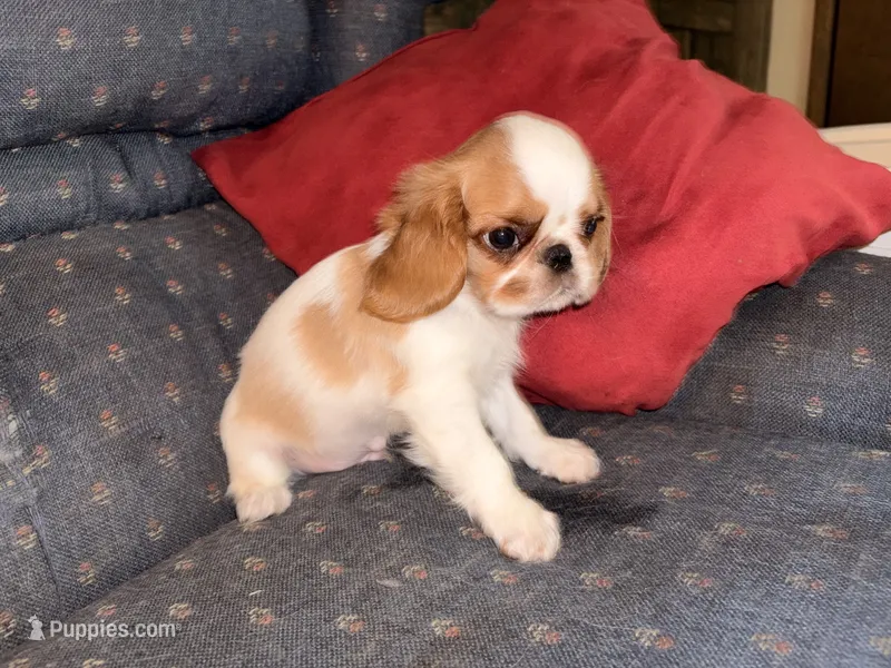 AKC GCHB Sired  Clay  – English Toy Spaniel puppy for sale in Memphis, TN
