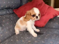 AKC GCHB Sired  Clay , a male English Toy Spaniel for sale in Memphis, TN – 1 of 2