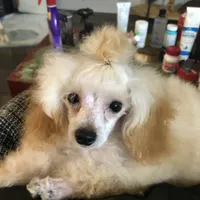 Akc tiny toy orange M , a male Poodle - Toy  for sale in Memphis, TN – 9 of 10