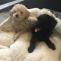 Black Akc tiny toy female , a female Poodle - Toy  for sale in Memphis, TN – 4 of 6