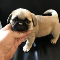 Fawn black mask girl , a female Pug for sale in Memphis, TN – Photo 5 of 6