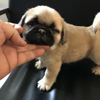 Fawn black mask girl , a female Pug for sale in Memphis, TN – Photo 4 of 6