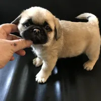 Fawn black mask girl , a female Pug for sale in Memphis, TN – Photo 6 of 6