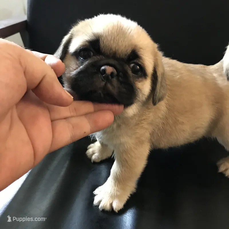 Fawn black mask girl 