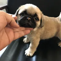 Fawn black mask girl , a female Pug for sale in Memphis, TN – Photo 1 of 6
