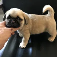 Fawn black mask girl , a female Pug for sale in Memphis, TN – Photo 3 of 6