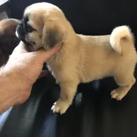 Fawn black mask girl 2, a female Pug for sale in Memphis, TN – 2 of 5