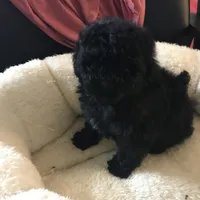 Black toy boy , a male Peekapoo and Poodle - Toy  for sale in Memphis, TN – 5 of 10