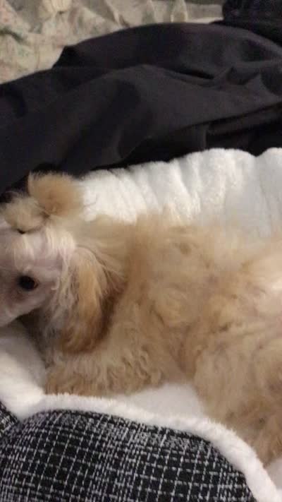 Akc tiny toy orange M , a male Poodle - Toy  for sale in Memphis, TN – 10 of 10