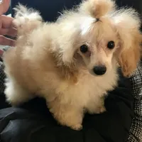 Akc tiny toy orange M , a male Poodle - Toy  for sale in Memphis, TN – 1 of 10