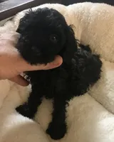 Black Akc tiny toy female , a female Poodle - Toy  for sale in Memphis, TN – 2 of 6