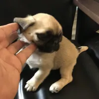 Fawn black mask female smaller 1 , a female Pug for sale in Memphis, TN – 4 of 6