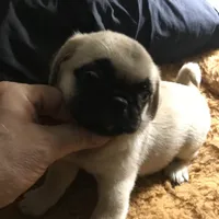 Pug male fawn black mask , a male Pug for sale in Memphis, TN – 5 of 8