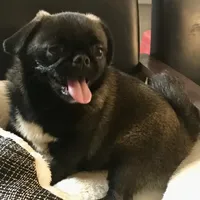 Sable female , a female Pug for sale in Memphis, TN – 3 of 10