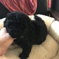 Black toy boy , a male Peekapoo and Poodle - Toy  for sale in Memphis, TN – 3 of 10