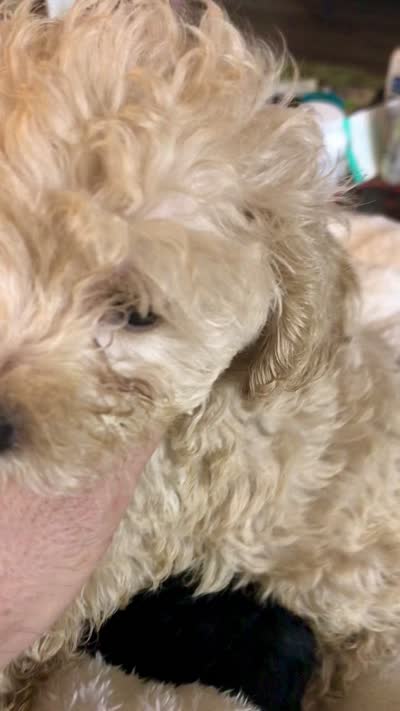 Orange male tiny toy , a male Poodle - Toy  for sale in Memphis, TN – 5 of 5