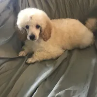 Akc full orange male , a male Poodle - Toy  for sale in Memphis, TN – 7 of 10