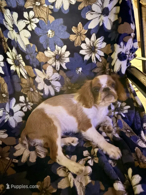 Akc GCHB Sired  Ross – English Toy Spaniel puppy for sale in Memphis, TN