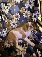 Akc GCHB Sired  Ross, a female English Toy Spaniel for sale in Memphis, TN – 1 of 3