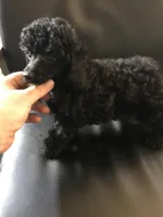 Akc full toy Girl , a female Poodle - Toy  for sale in Memphis, TN – Photo 2 of 7